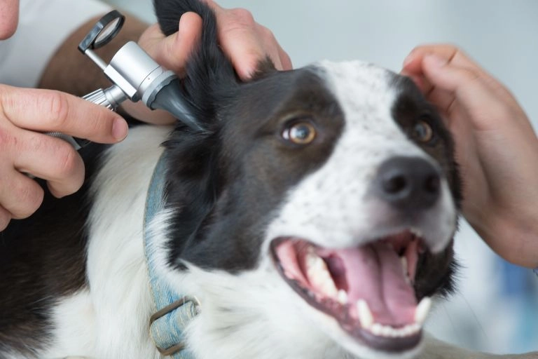 sprawdzanie uszu u psa