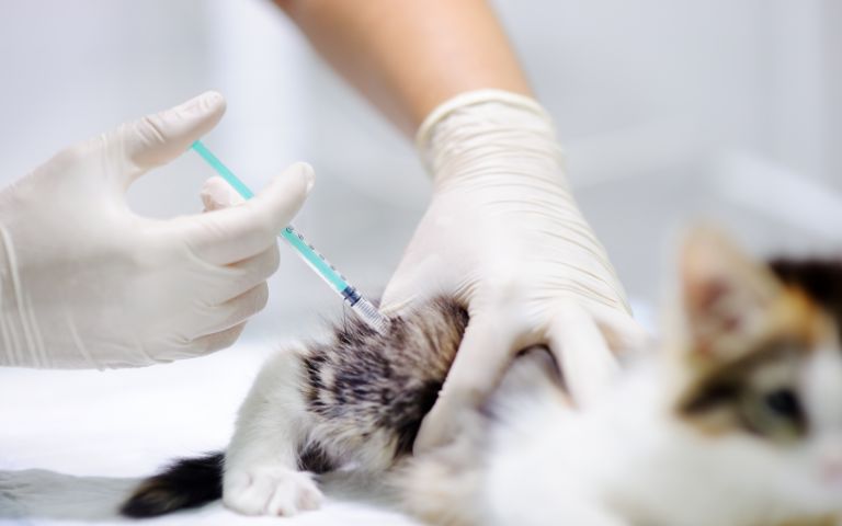 szczepienie kota