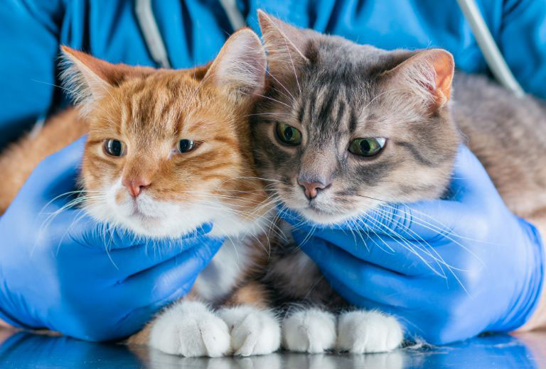 dwa koty u weterynarza