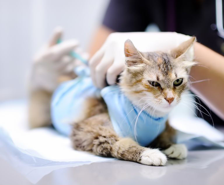 szczepienie młodego kota