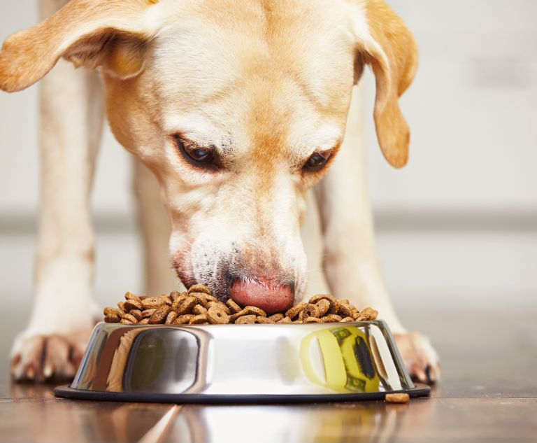 pies jedzący karmę